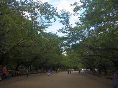 R0010416上野公園の桜並木の風景_400