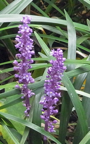 R0010412ヤブランの紫の花_300
