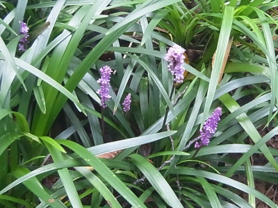 R0010411ヤブランの紫の花cut_400