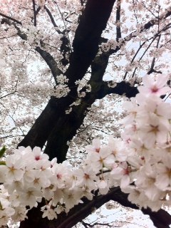 古木　桜