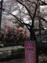 2014,桜(2)