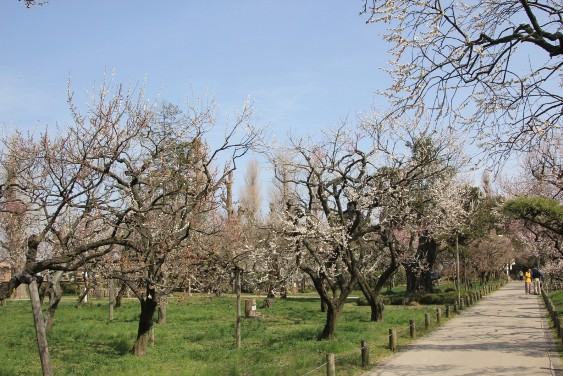 弘道館公園の梅の花