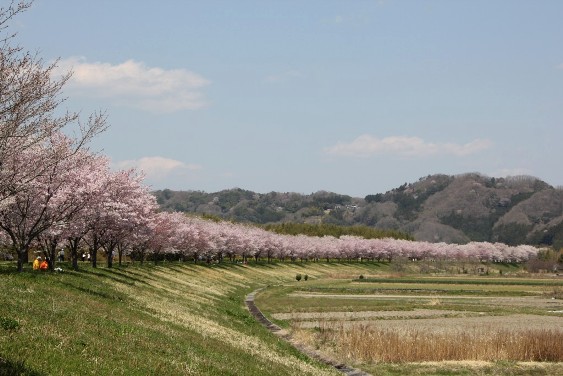 久慈川堤防の桜