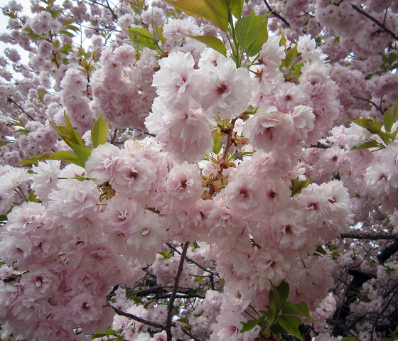 みごとな八重桜