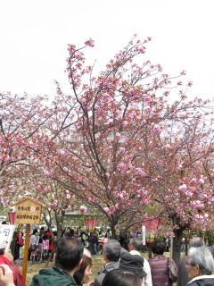 2014造幣局 桜の通り抜け～2