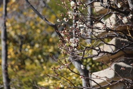 梅の花とメジロ０１
