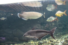 植物園の淡水魚たち０３