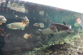 植物園の淡水魚たち０４