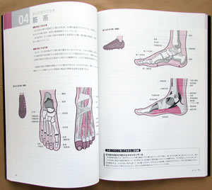 スポーツアナトミー 人体解剖生理学 丸善出版 | 典昭堂のおすすめ本