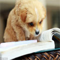 勉強する犬