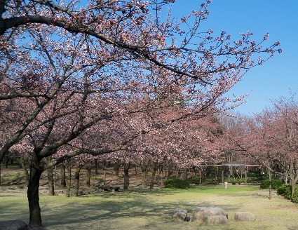 桜の花一分咲き
