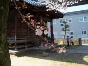 近所の神社の桜ー０５