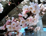 近所の神社の桜ー０４