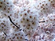 鳥屋野潟の桜七分咲きー０２