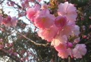 鳥屋野潟の桜七分咲きー０７