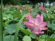 福島潟の蓮の花-4