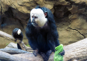 いつも思案顔の猿 シロガオサキ Umaファン 未確認動物