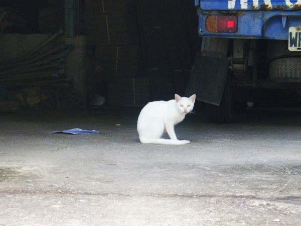 鹿野龍田村之可愛的小白貓