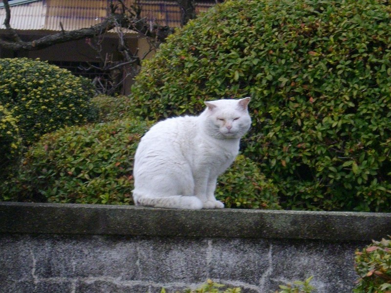 宗像市池田上大王寺の白猫