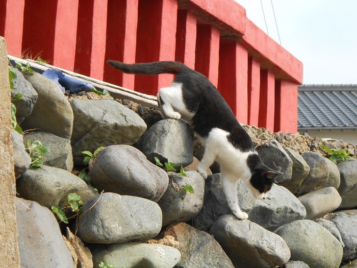 宗像市織幡神社の白黒猫